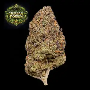 Close-up of Durban Poison cannabis flower for sale online.