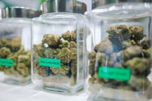 best cannabis strains assortment premium buds phuket