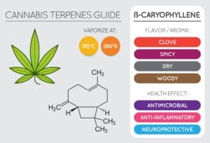 cannabis terpenes aroma flavor compounds cannabis plant