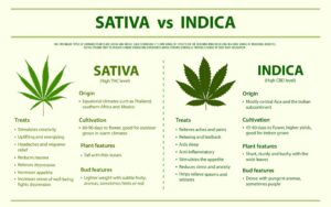 indica vs sativa cannabis strains difference comparison