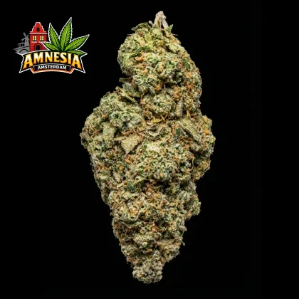 Amnesia Amsterdam cannabis bud for delivery service.