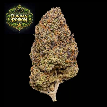 Close-up of Durban Poison cannabis flower for sale online.