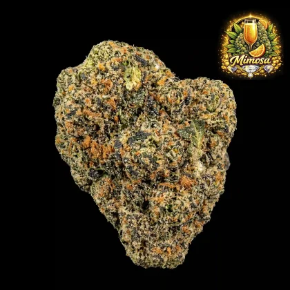 Mimosa cannabis flower with dense buds and frosty trichomes