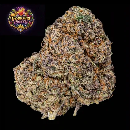 Tropicana Cherry cannabis flower close-up with orange pistils