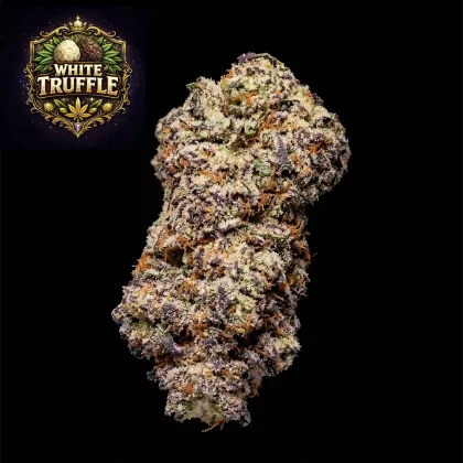 Close-up of a dense, frosty White Truffle cannabis bud with vibrant orange hairs.