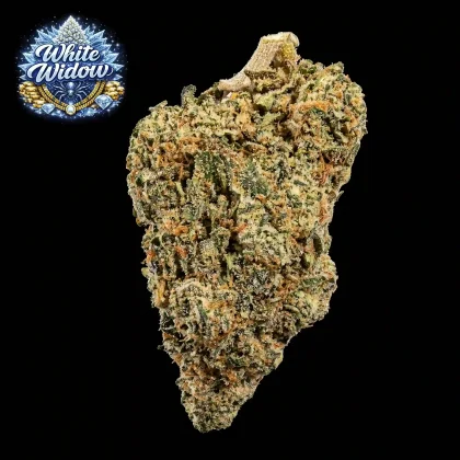 High-quality White Widow cannabis flower for sale.
